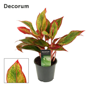 Aglaonema Red Fire (Chinese Evergreen) – 12cm Pot