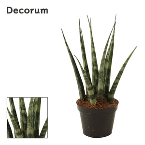 Fernwood Snake Plant (Sansevieria) – 6cm Pot