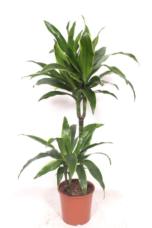 Corn Plant (Dracaena fragrans ‘Deremensis’) – 19cm Pot, 120cm High