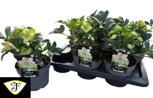 Hellebore ‘Viviana’ – 17cm Pot, 35cm High