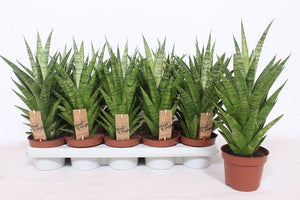 Cylindrical Snake Plant ‘Tough Lady’ (Sansevieria cylindrica) – 12cm Pot