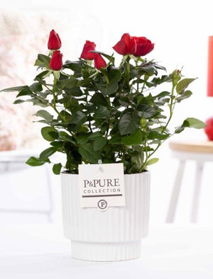 Red Rose Plant in Ceramic Ivy White Pot – 12cm