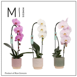 Mixed Phalaenopsis Orchid – 2 Stem, 12cm Ceramic Pot