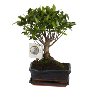 Indoor Ficus Retusa Bonsai – 15cm Ceramic Pot