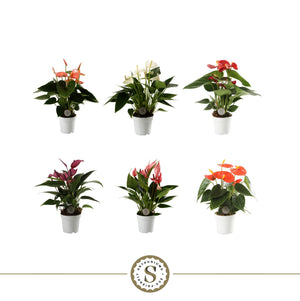 Mixed Anthurium Houseplant – 7cm Pot