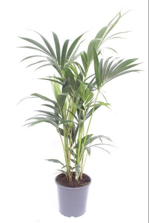 Kentia Palm (Howea forsteriana) – 21cm Pot, Approx. 120cm Tall