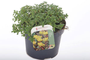 Oregon Stonecrop (Sedum oreganum) – 13cm Pot