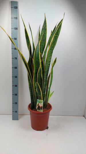 Mother-in-Law’s Tongue (Sansevieria trifasciata) – 27cm Pot