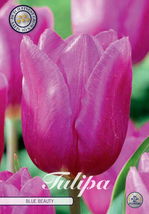 Tulipa Triumph ‘Blue Beauty’ Tulip Bulbs – 10 Pack
