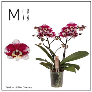 Red Phalaenopsis Orchid – 2 Stem, 12cm Pot