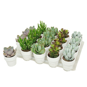 Mixed Cacti and Succulents – 5.5cm White Ceramic Pot