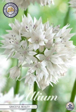 Allium ‘Graceful Beauty’ Flower Bulbs – Mixed Colours