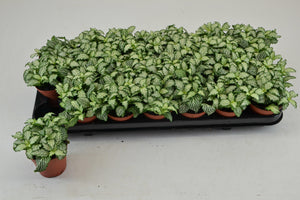 White Tiger Fittonia (Fittonia) – 8.5cm Pot