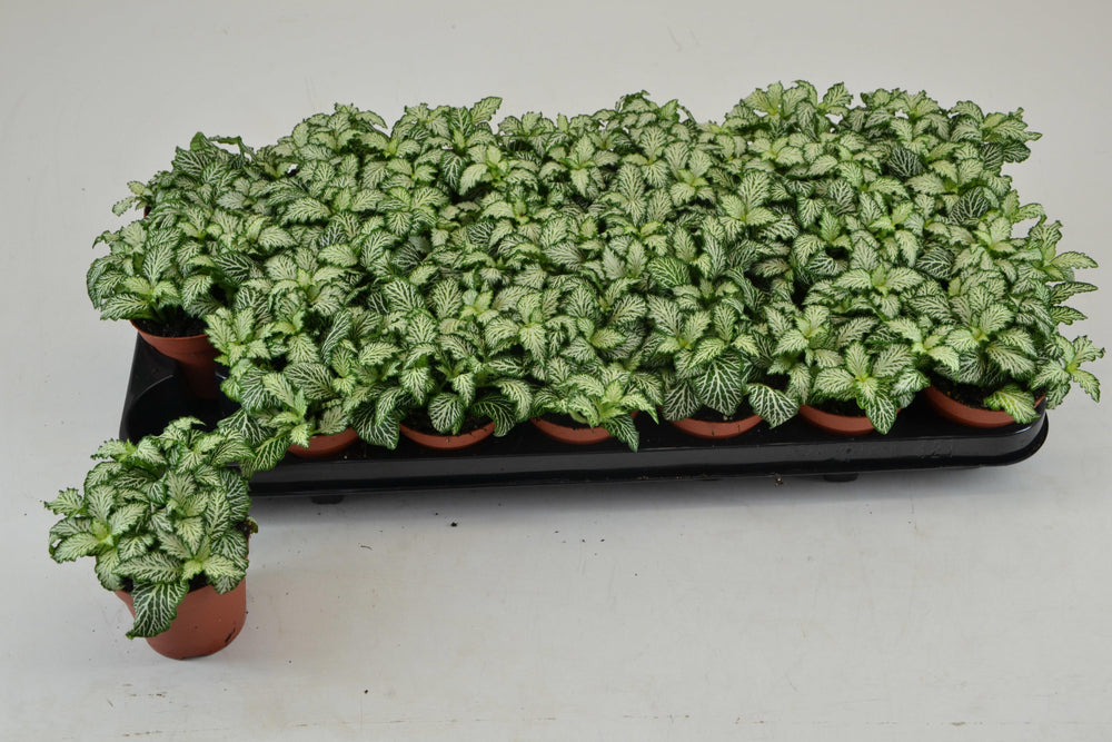 White Tiger Fittonia Nerve Plant – 8.5cm Pot