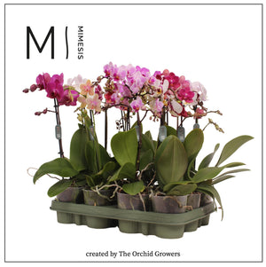Mixed Phalaenopsis Orchid – 3 Stem, 9cm Pot