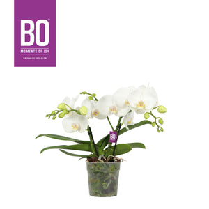 White Phalaenopsis Orchid – 2 Stem, 12cm Pot