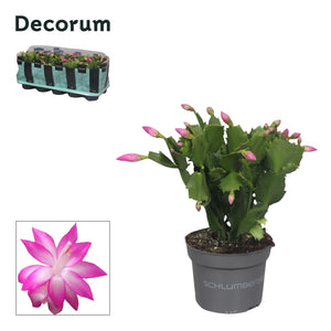 White Christmas Cactus (Schlumbergera) – 10.5cm Pot