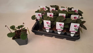 Cyclamen coum ‘Marbled Leaf Ruby Star’ – 9cm Pot