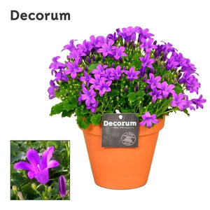 Blue Dalmatian Bellflower (Campanula portenschlagiana) – 13cm Pot