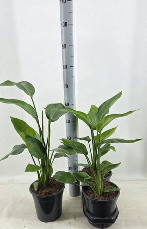 White Bird of Paradise (Strelitzia nicolai) – 19cm Pot