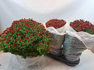 Chrysanthemum ‘Pat’ Garden Plant – 19cm Pot