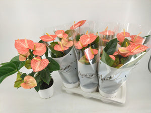Red Anthurium (Anthurium) – 17cm Pot