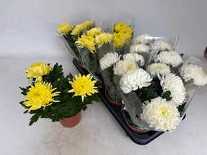 Mixed Chrysanthemum Houseplant – 12cm Pot