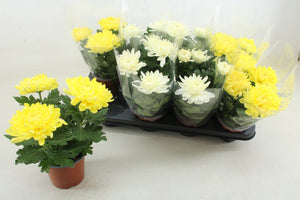 Mixed Chrysanthemum Houseplant – 12cm Pot