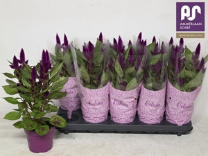 Deep Purple Celosia spicata – 12cm Pot