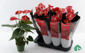 Red Anthurium Houseplant (Anthurium andraeanum) – 14cm Pot