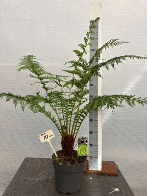 Soft Tree Fern (Dicksonia antarctica) – 24cm Pot