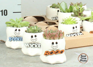 Succulent Arrangement in Ceramic Pot – 12cm