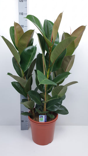 Rubber Plant (Ficus elastica) – 27cm Pot, 125cm