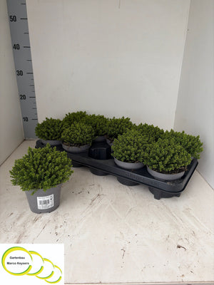 Hebe Emerald Gem – 11cm Pot