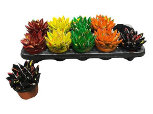 Echeveria 'Miranda Rainbow' – 10.5cm Pot