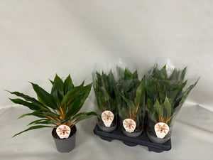 Green and Orange Spider Plant (Chlorophytum) – 12cm Pot