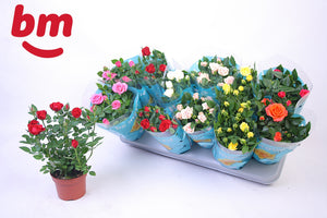 Mixed Rose Plant – 10.5cm Pot, Approx. 25cm High