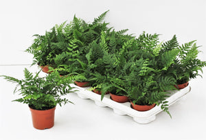 Athyrium Fern – 8.5cm Pot, Approx. 15cm High