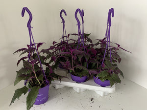 Gynura Violet Velvet Plant – 12cm Pot