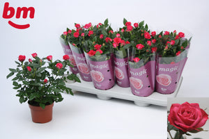 Purple Jewel Rose (Rosa) – 10.5cm Pot