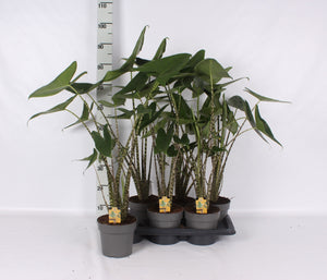 Alocasia Zebrina – 17cm Pot, Approx. 85cm High