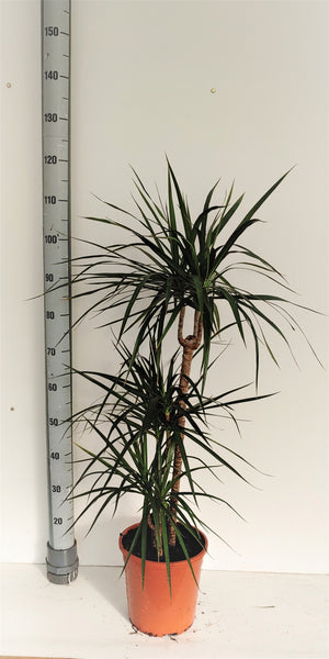 Dragon Tree (Dracaena marginata) – 24cm Pot, 120cm