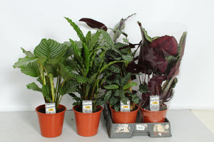 Mixed Calathea Houseplant – 19cm Pot, 80cm Tall