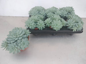 Echeveria elegans Succulent – 11cm Pot