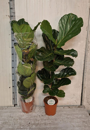 Fiddle Leaf Fig (Ficus lyrata) – 21cm Pot