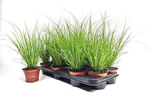 Carex ‘Phoenix’ Ornamental Grass – 10.5cm Pot