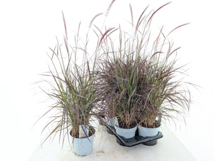 Red Fountain Grass (Pennisetum rubrum) – 17cm Pot