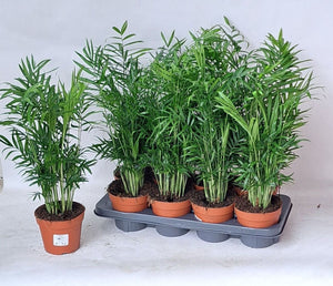 Parlour Palm (Chamaedorea elegans) – 14cm Pot, 50cm High