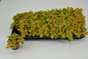 Fittonia ‘Skeleton’ Nerve Plant – 8.5cm Pot