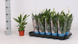 White Peace Lily (Spathiphyllum 'Alana') – 9cm Pot